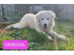 VANESSA DELIZIOSA NATA GIUGNO 2025 CANE IN ADOZIONE