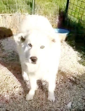 CANE IN ADOZIONE: GREG - Foto 6