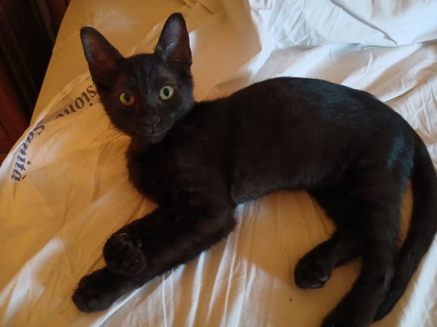 Pepe gattino - Foto 2