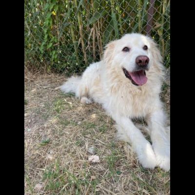 TERENCE UN GRANDE COCCOLONE CANE IN ADOZIONE - Foto 4