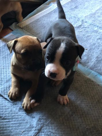 animali Pitbul - Foto 4