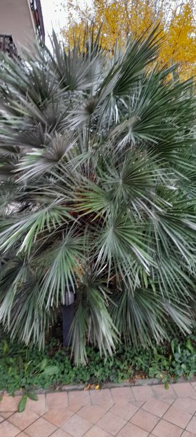 palme n.2 - Foto 2