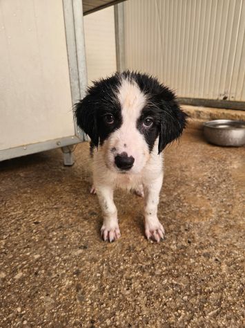 Rino: 2 mesi taglia contenuta - Foto 7