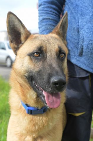 SPENCER 1 ANNO PASTORE MALINOIS IN CANILE - Foto 4