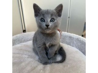 CERTOSINO CUCCIOLO - CERTOSINI BLU disponibili