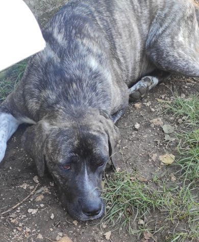 ZENO SOCIEVOLE E COCCOLONE CANE IN ADOZIONE - Foto 7