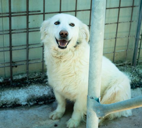 Stella timida ma sorridente