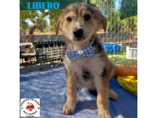 Libero cerca adozione