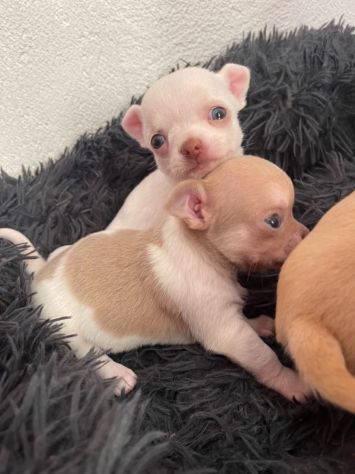 Cuccioli di chihuahua - Foto 2