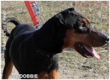 DOBBIE, splendida cagnolina - Foto 3