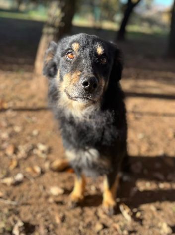 Tobia - Foto 3
