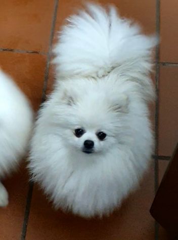 Volpino di pomerania femmina pedigree