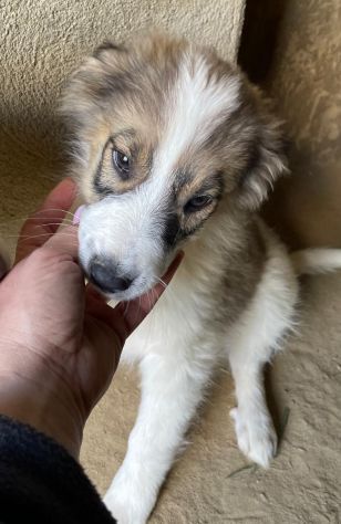 CUCCIOLI 3 MESI Taglia media - Foto 5