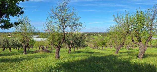 Terreno in vendita a Noto - Foto 6