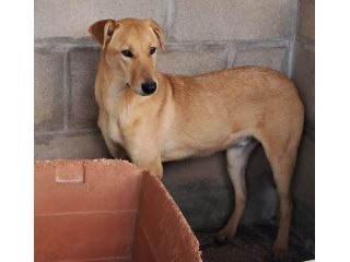 TEO, 8 mesi, dolcissimo
