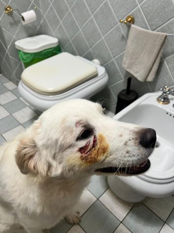 Rocco 2anni bellissimo SOS SICILIA - Foto 5
