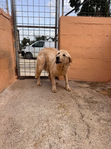 GOLDIE 5 ANNI simil Golden Retriever - Foto 8