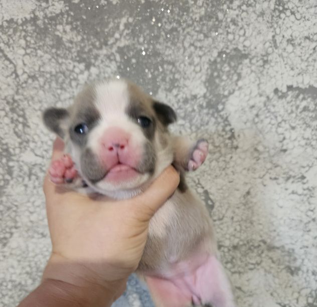 Bulldog francese lilac - Foto 3