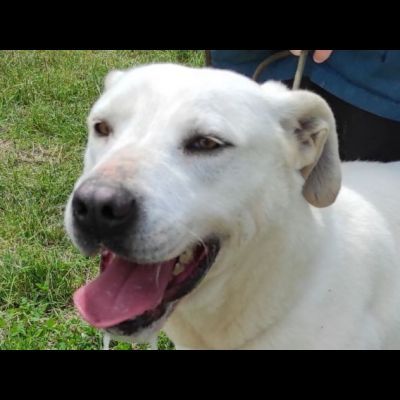 NEVE; SPLENDIDA CAGNOLONA, DIMENTICATA IN CANILE, IN ADOZIONE - Foto 2