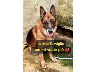 BUCK PASTORE TEDESCO 7 ANNI LA SUA FAMIGLIA NON LO VUOLE PIU’ …
