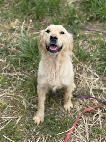HONEY, mix GOLDEN RETRIEVER dolce come il miele! - Foto 3