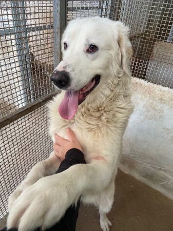 OMAR ADORABILE CUORE DI PANNA CANE IN ADOZIONE - Foto 8
