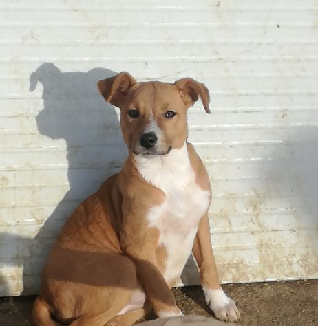 Stupendi cucciolotti in cerca di casa - Foto 2