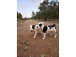 Allevamento Amstaff PEDIGREE ENCI in Basilicata Campania Puglia