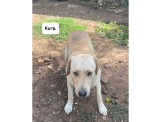 Kora simil labrador