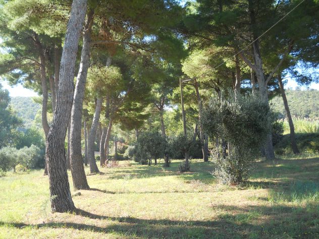Pineta mq 4.000 Piombino (li) a 2 km da Baratti - Foto 6