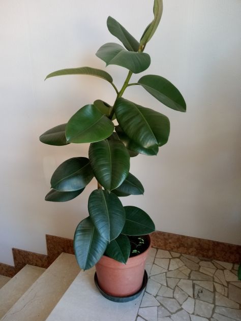 Ficus Elastica, pianta naturale - Foto 2