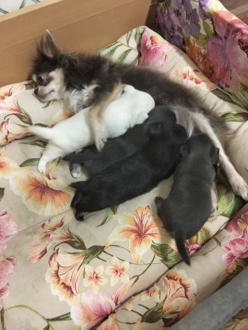 Cuccioli chihuahua - Foto 4