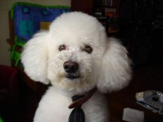 Custodia cani gatti