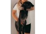 cuccioli di cane corso