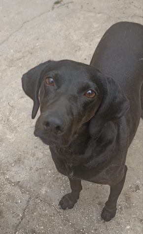 Giuditta - Foto 4