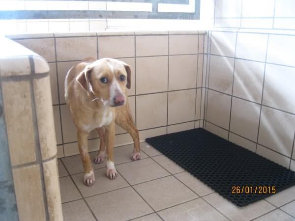 ALISCIA, giocherellona e dolcissima cagnolina - Foto 3