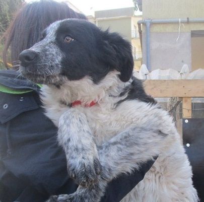 BLONDIE E BILLY, cuccioli gioiosi - Foto 2