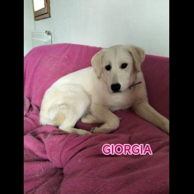 GIORGIA ADORABILE CAGNOLINA IN ADOZIONE