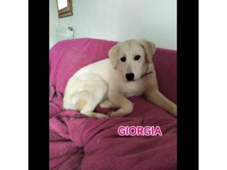 GIORGIA ADORABILE CAGNOLINA IN ADOZIONE