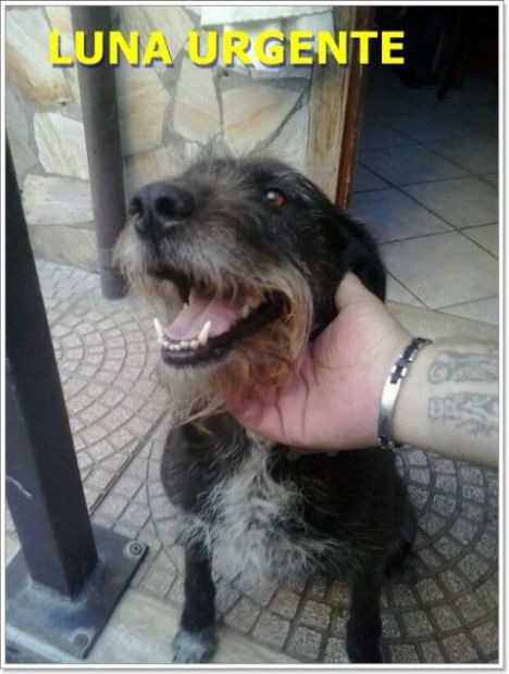 LUNA, dolcissima mix spinone - Foto 2