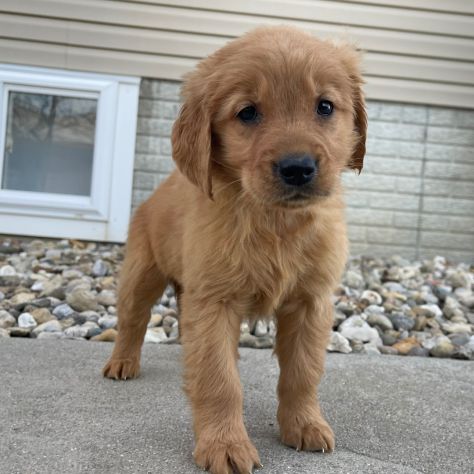 Cuccioli di Golden Retriever
