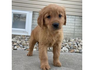 Cuccioli di Golden Retriever