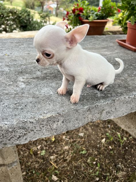 Cuccioli di Chihuahua - Foto 4