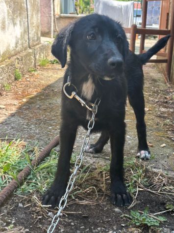 ROSINA 4 MESI TAGLIA MEDIA LA TENGONO A CATENA H24 - Foto 2