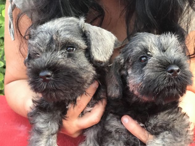 Cuccioli di Zwergschnauzer Pepe e sale