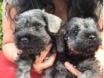 Cuccioli di Zwergschnauzer Pepe e sale