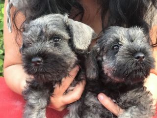 Cuccioli di Zwergschnauzer Pepe e sale