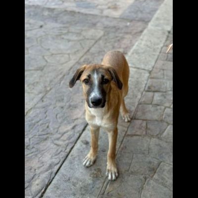 CUCCIOLO IN ADOZIONE TOMMY - Foto 4