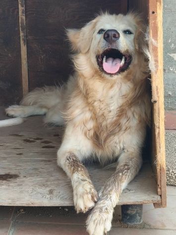 Musa ❤️🐾 - Foto 5