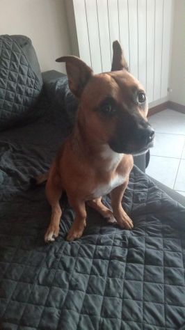PABLO, 4 ANNI (02/07/22), LA SUA FAMIGLIA NON LO VUOLE PIU'! - Foto 2